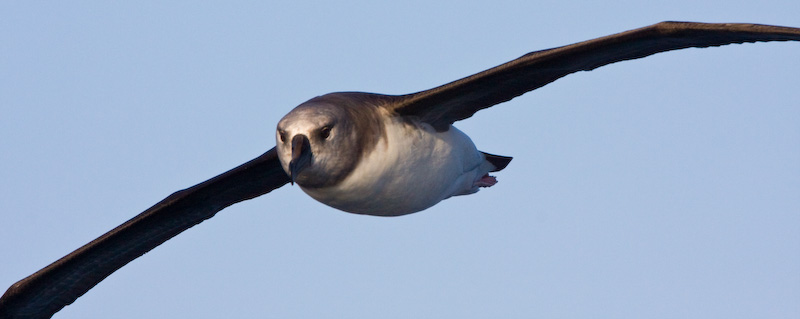 Gray-Headed Albatross In Flight